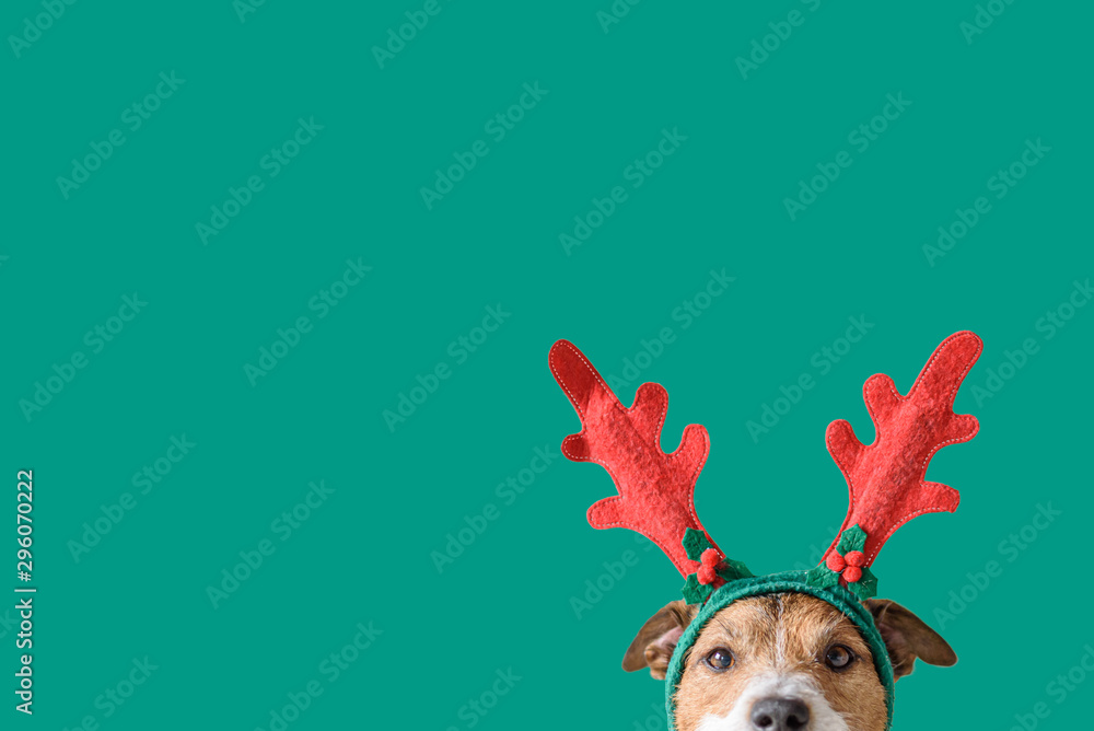 New year and Christmas concept with Dog wearing reindeer antlers headband against solid green background - obrazy, fototapety, plakaty 