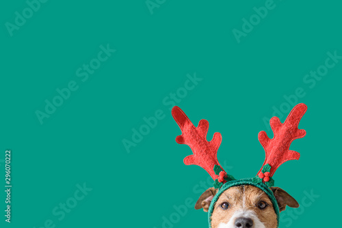Cuadros en Lienzo New year and Christmas concept with Dog wearing reindeer antlers headband agains