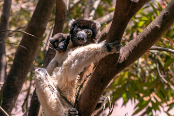 Wall Mural - Crowned sifaka lemur ( Propithecus coronatus ), Mother and Baby. Wild nature Madagascar