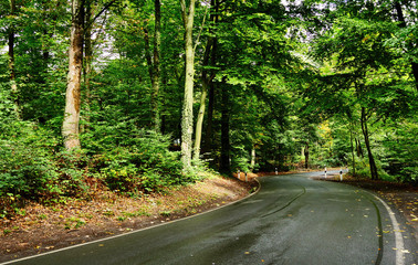 Poster - Asphalt road through the forest.