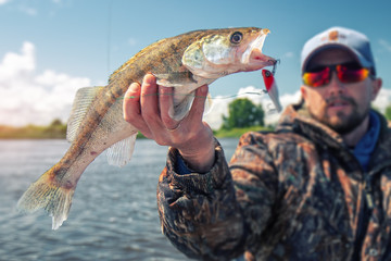 Wall Mural - Young amateur angler holds the fish (Zander) in the hand being on the lake