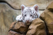 White tiger cub in zoological garden