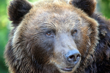 Wall Mural - Head Close Up Portrait of Female Brown Bear Ursus Arctos Beringianus