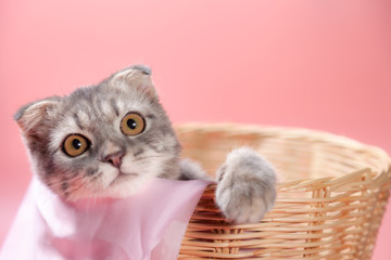 Scottish fold cat breed, age 3 months in basket . Little scottish fold Cat cute ginger kitten in the fluffy pet is feeling happy and cat lovely comfortable . love to animals pet concept .