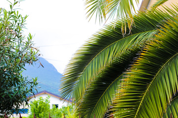 Fototapete - Green palm tree and mountain in background.