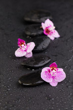 Pink Orchid Flowers And Black Stones On Black Background