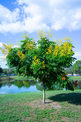 Wall Mural - Koelreuteria paniculata tree and flower in Autumn. Common names include goldenrain tree, pride of India, China tree, or varnish tree. The yellow flowers have turned into brownish colored seed pods.