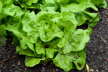 head of lettuce in earth, salad grows in garden