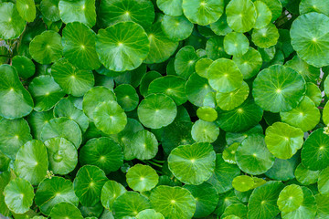 Beautiful background of Centella asiatica, Herbal medicine leaves of Centella asiatica known as gotu kola. Close up Gotu kola leaves. fresh green leaf texture background.