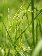  green paddy rice in the field plant, Jasmine rice on blurred of nature background