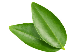 Two green leaves stacked together isolated on white background.