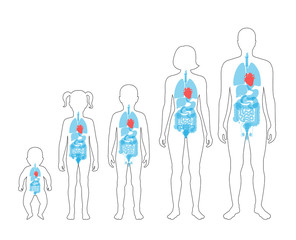 Poster -  illustration of internal organs