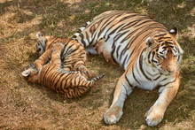 Mom Tigress With Two Babies. Two Little Playing Tiger Cubs. Tiger Family. Wild Animals In Nature