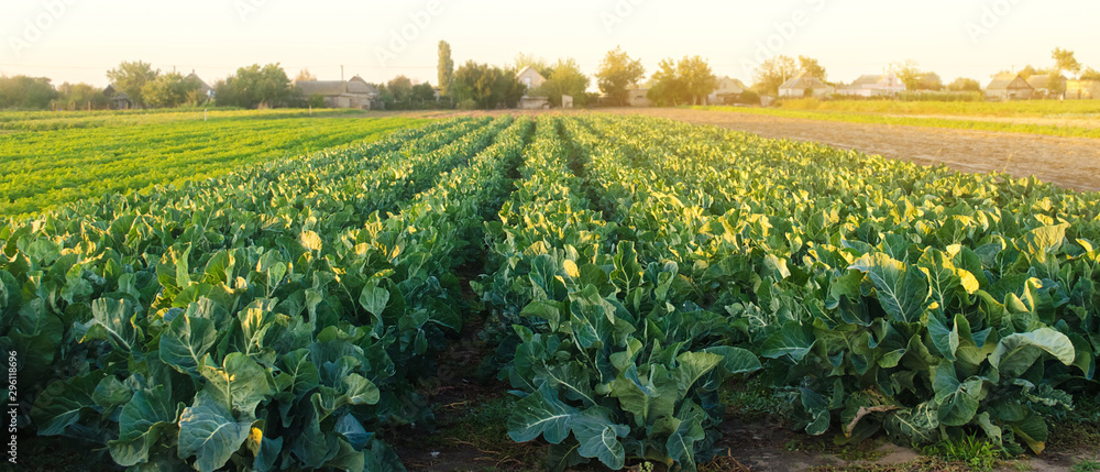 Broccoli plantations in the sunset light on the field. Growing organic vegetables. Eco-friendly products. Agriculture and farming. Plantation cultivation. Cauliflower. Selective focus - obrazy, fototapety, plakaty 