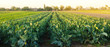Broccoli plantations in the sunset light on the field. Growing organic vegetables. Eco-friendly products. Agriculture and farming. Plantation cultivation. Cauliflower. Selective focus