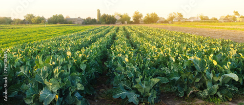 Cuadros en Lienzo Broccoli plantations in the sunset light on the field