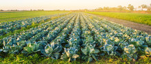 Cabbage Plantations In The Sunset Light. Growing Organic Vegetables. Eco-friendly Products. Agriculture And Farming. Plantation Cultivation. Selective Focus