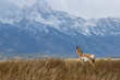 © natureguy - Pronghorn Antelope Buck in Autumn in Wyoming