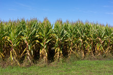 Corn Stalk Rows With Blue Sky Above