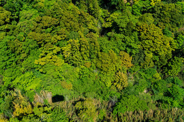 Wall Mural - Green trees top view from cable ropeway , can see ropeway shadow on high view of green trees pattern forest.