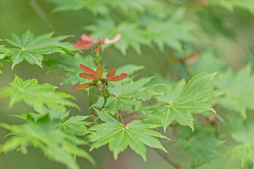 Green spring leaves of Amur Maple tree. Japanese maple (acer japonicum) leaves on a natural background. Acer japonicum downy japanese-maple or fullmoon maple green foliage.