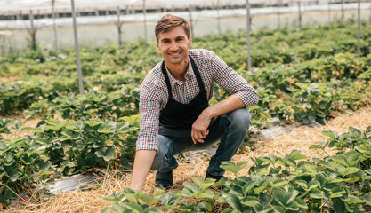 Smiling farmer harvesting strawberries in hothouse