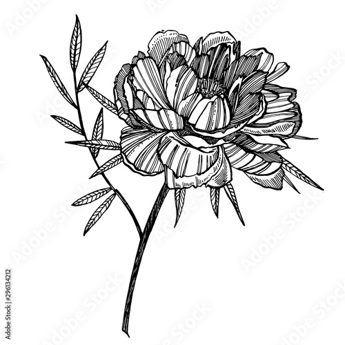 Peony flower and leaves drawing. Hand drawn engraved floral set. Botanical il...