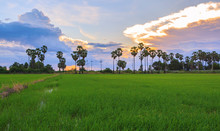 Beautiful Landscape Of Tropical Green Rice Paddy Farm At Sunset
