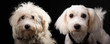  Collage of the same maltese dog before and after grooming rescue