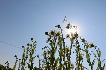 A beautiful daisy in closeup against a blue sky