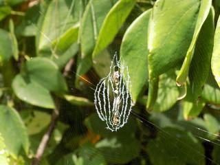 macro