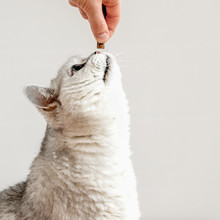 Funny Light Grey Cat Want To Eat From Hand Of Owner The Treat . Pet Food Concept, Pet Care. For Background, Copy Space