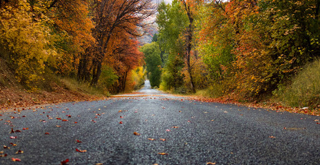 fall road to the start