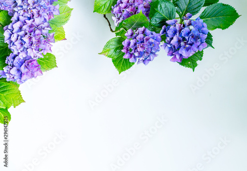 Photographie Beautiful, vintage style flora background with hydrangea or hortensia bloosom in