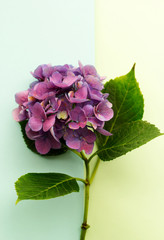 Wall Mural - Beautiful, vintage style flora background with hydrangea or hortensia bloosom in the garden