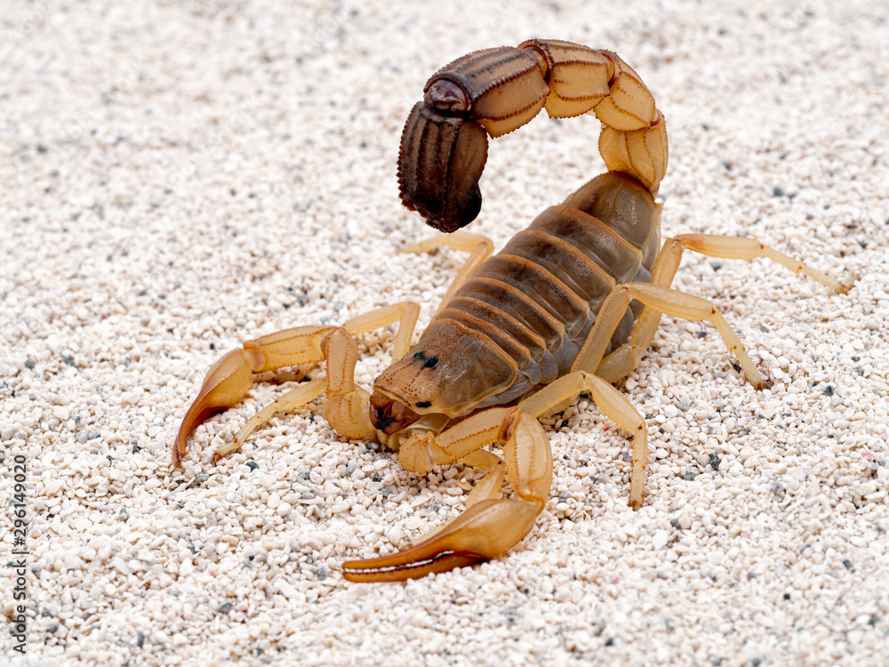 Highly venomous fattail scorpion, Androctonus australis, on sand