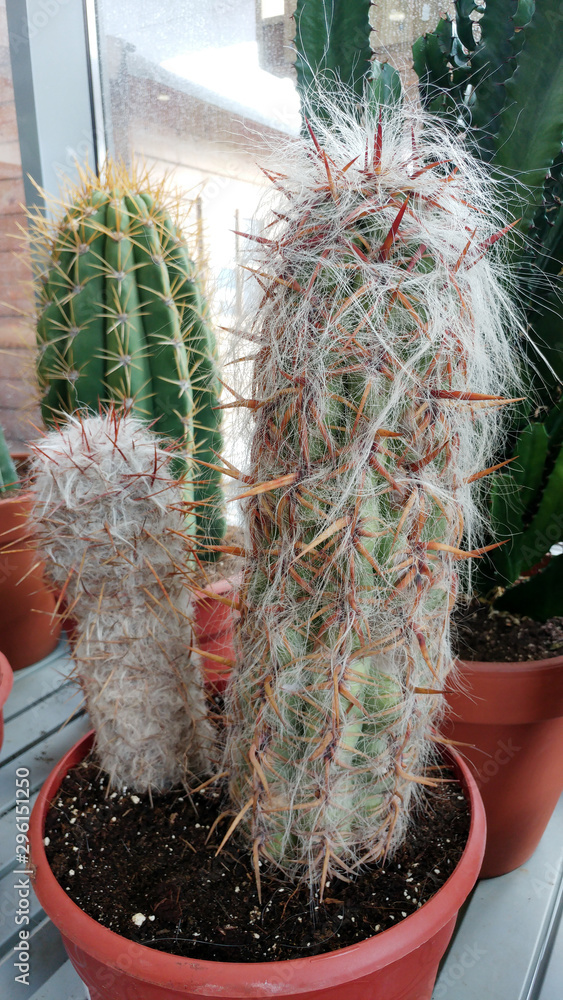 Big cactus in the pots. Funny cactus for home decoration. Fluffy cactus  with long needles. Beautiful interior object. Cactus on the market shelf.  Two cacti in a flower pot. Stock Photo |