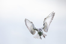 Whiskered Tern In Flight On Cloudy Day With Spread Wings Artistic Conversion
