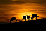 Fototapeta Konie - Russia. mountain Altai. Grazing horses in the harsh light of the evening sun.