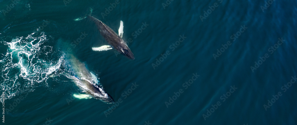 Aerial view of huge humpback whale, Iceland, Europe. - obrazy, fototapety, plakaty 