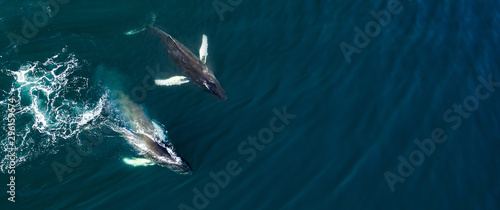Fotomural Aerial view of huge humpback whale, Iceland, Europe.