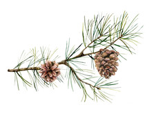 Watercolor Botanical Set With Pine Branches And Cones. Hand Painted Winter Holiday Plants Isolated On White Background. Floral Illustration For Design, Print, Fabric Or Background.