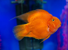 Beautiful Bright Orange Red Parrot Close Up Cichlid In An Aquarium