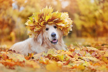 Beautiful Dog Wearing Maple Tree Leafs Wreath