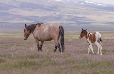 Wall Mural - wild horse mare and foal in the utah desert