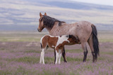 Fototapeta Konie - Wild Horse Mare and Foal in the Utah Desert