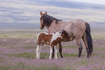 Wall Mural - wild horse mare and foal in the utah desert