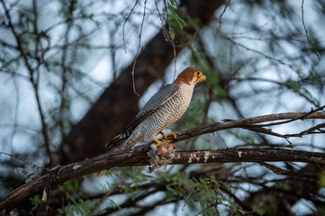 red necked falcon or falco chicquera with crested lark kill in claws. migratory bird sitting on a tr