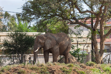 botswana elephant human conflict