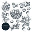 Blueberry sketch vector illustration. Bog whortleberry harvest in wooden basket. Hand drawn agriculture design elements